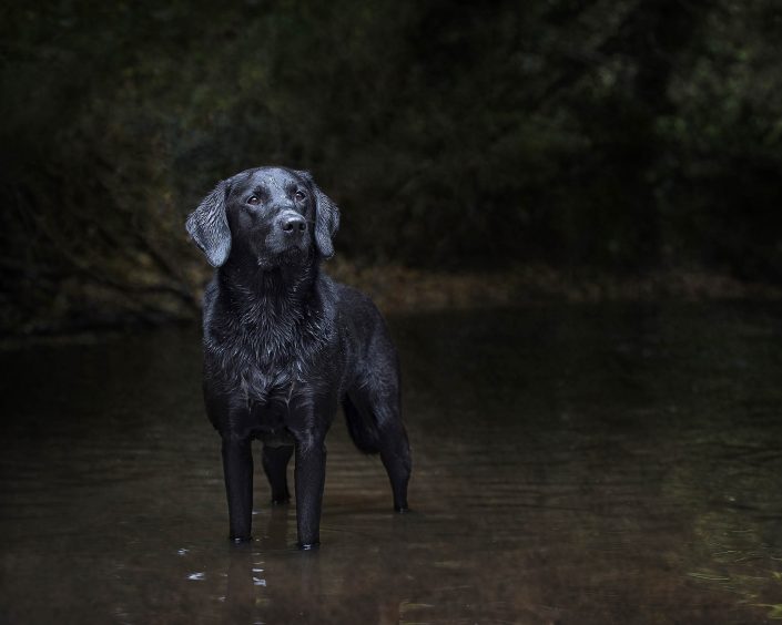 Pet_Portrait_Photography_Newbury_Berkshire_Dog