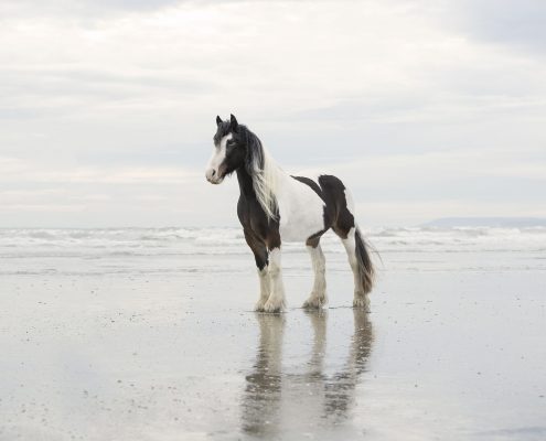 equine_photography_Horse_Fine art_Horse_Newbury_Berkshire