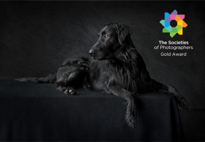 Pet_Portrait_Photography_Newbury_Berkshire_Dog