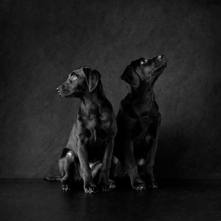 Pet_Photography_dog_newbury_Berkshire