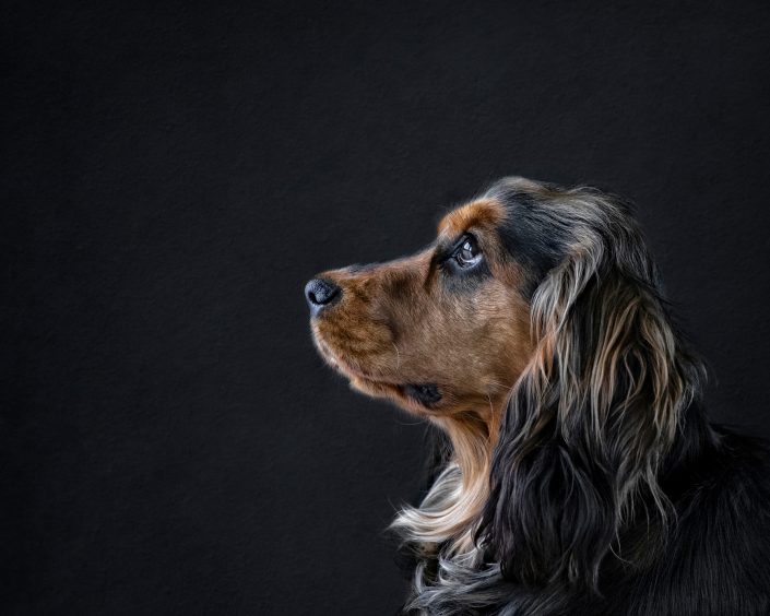 Pet_Photography_dog_newbury_Berkshire