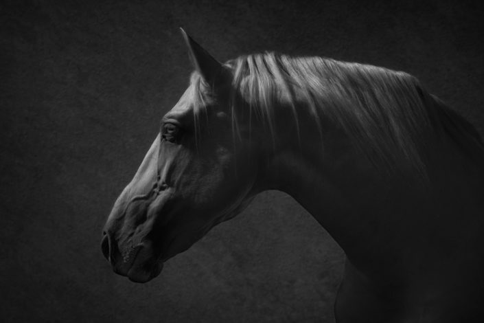 Equine_Prints_Equine_Horse_Fine_art_prints_Berkshire