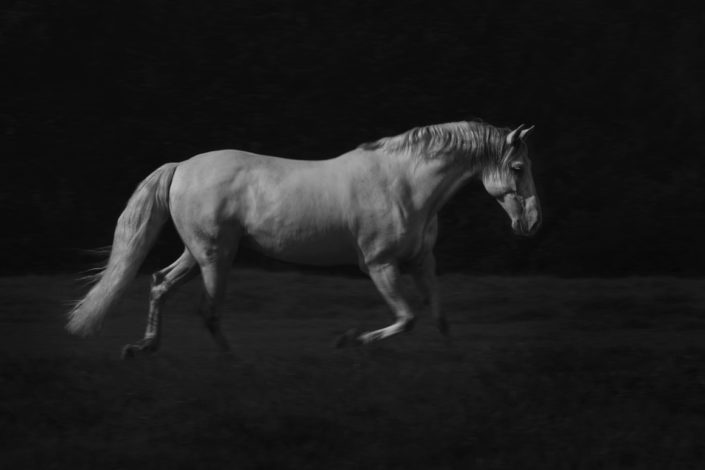 Equine_Prints_Equine_Horse_Fine_art_prints_Berkshire