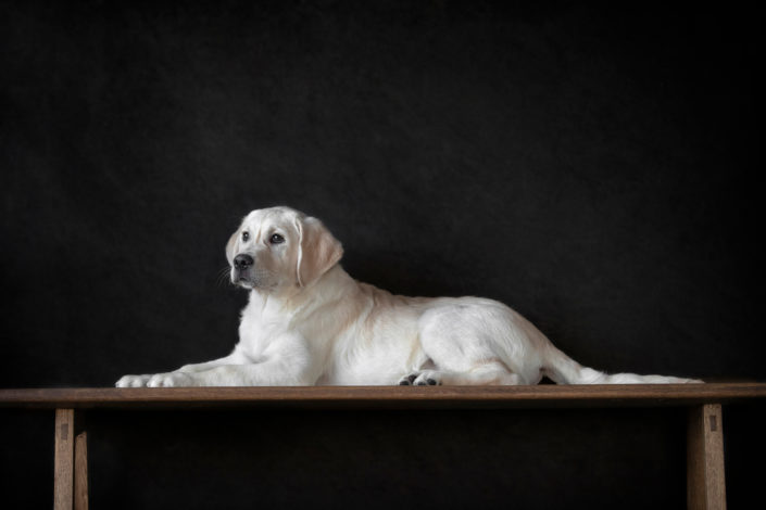 Dog_Portrait_Photography_Pet_Newbury_Berkshire