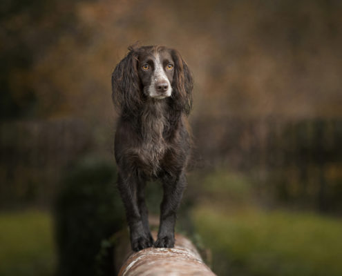 Pet_Animal_family_Portrait_photography_Newbury_Berkshire