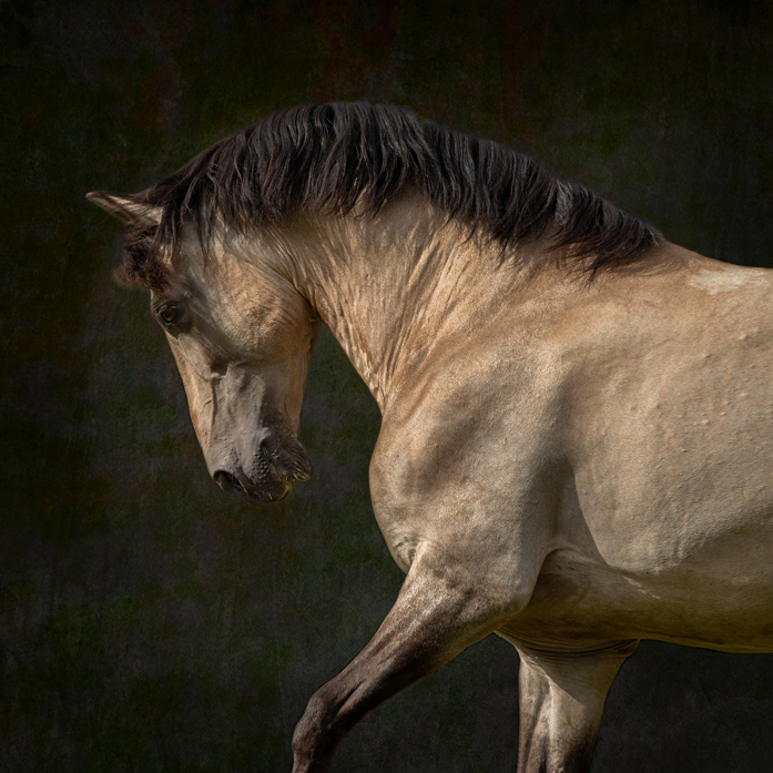 Equine_Horse_Photography_Wall_art InteriorWalls_Newbury_Berkshire