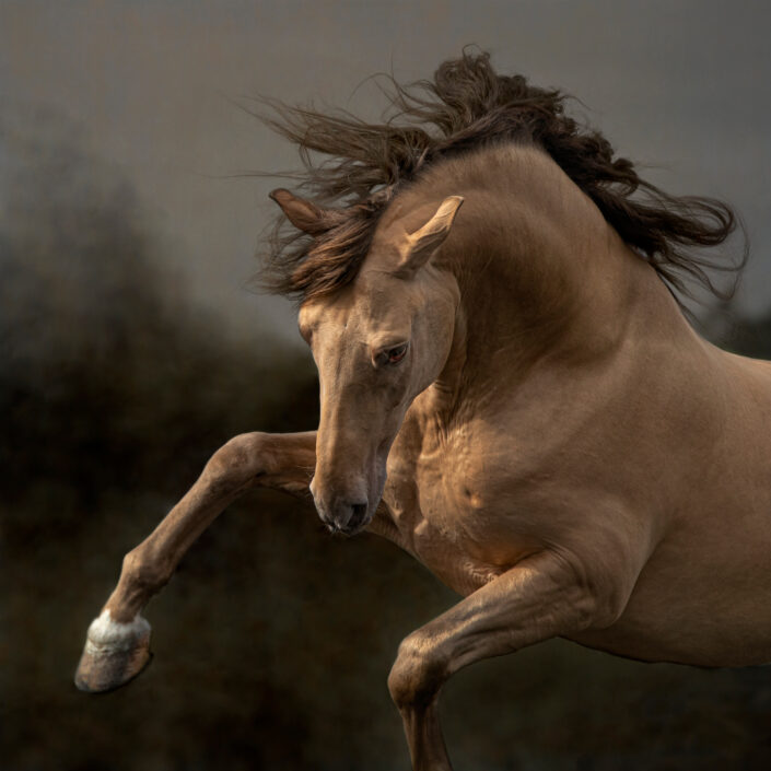 Equine_Horse_Photography_Wall_art InteriorWalls_Newbury_Berkshire